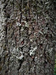 Pinus ayacahuite