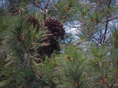 Pinus ayacahuite