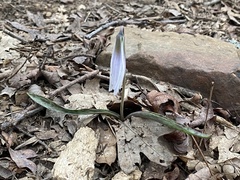 Erythronium