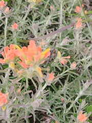 Castilleja foliolosa
