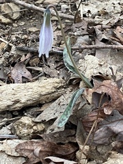 Erythronium