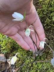 Hepatica