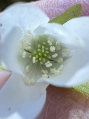 Hepatica
