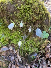 Hepatica