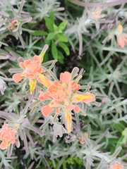 Castilleja foliolosa