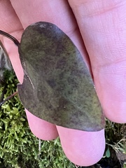Hepatica