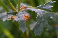 Puccinia lagenophorae