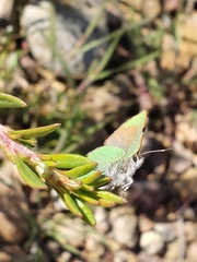 Callophrys dumetorum