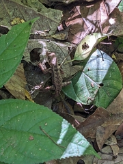 Stenocercus erythrogaster