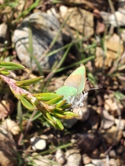 Callophrys dumetorum