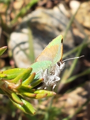 Callophrys dumetorum