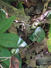 Stenocercus erythrogaster