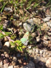 Callophrys dumetorum