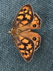 Heteronympha penelope