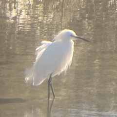 Egretta thula