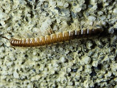 Asiomorpha coarctata