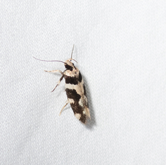 Macrobathra trithyra