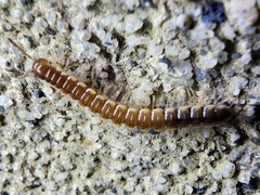 Asiomorpha coarctata