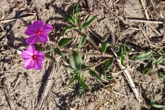 Phlox glabriflora