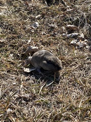 Thomomys bottae
