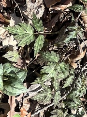 Phacelia bipinnatifida