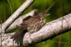 Turdus ignobilis