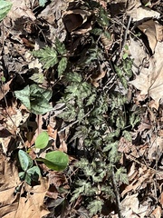 Phacelia bipinnatifida