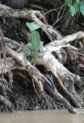Basiliscus plumifrons