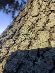 Myelochroa aurulenta