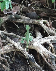 Basiliscus plumifrons