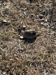 Thomomys bottae