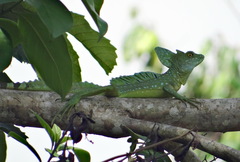 Basiliscus plumifrons