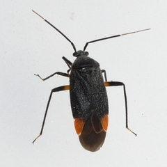 Polymerus