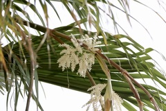 Thrinax radiata