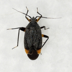 Polymerus