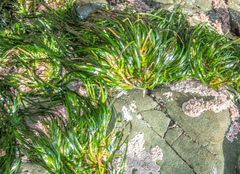 Phyllospadix scouleri