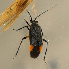 Polymerus
