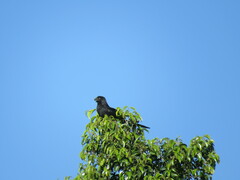 Crotophaga sulcirostris