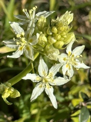 Toxicoscordion fremontii