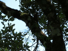 Dendrocolaptes platyrostris