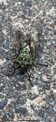 Amphipsalta