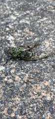Amphipsalta