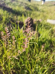 Lepidium nitidum