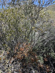 Pleradenophora bilocularis