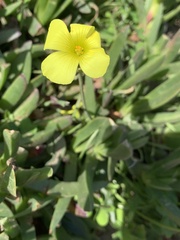 Oxalis pes-caprae