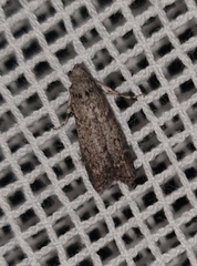 Pyralidae