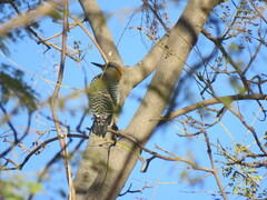 Melanerpes aurifrons