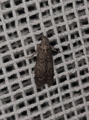 Pyralidae