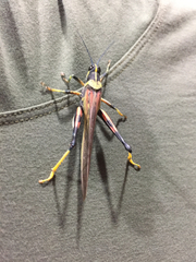 Schistocerca melanocera