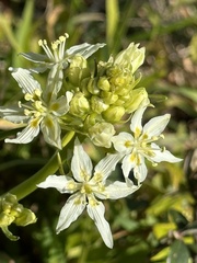 Toxicoscordion fremontii